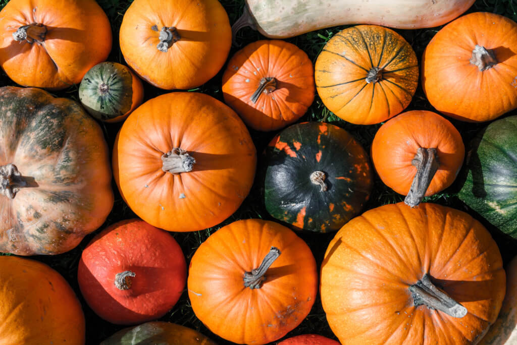 Different kind of pumpkins closeup