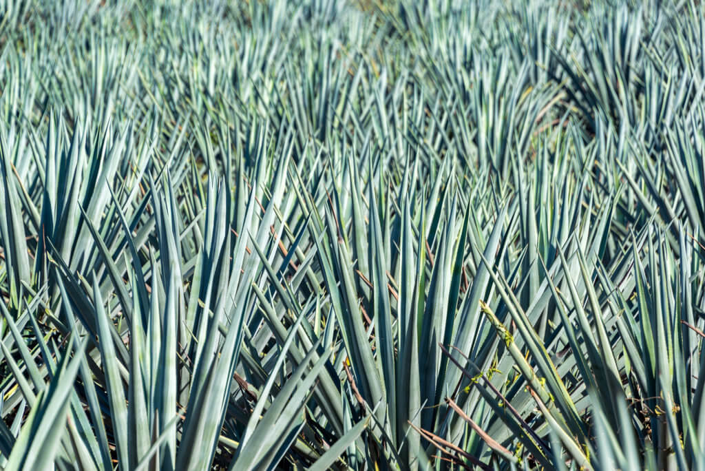 Blue Agave Field