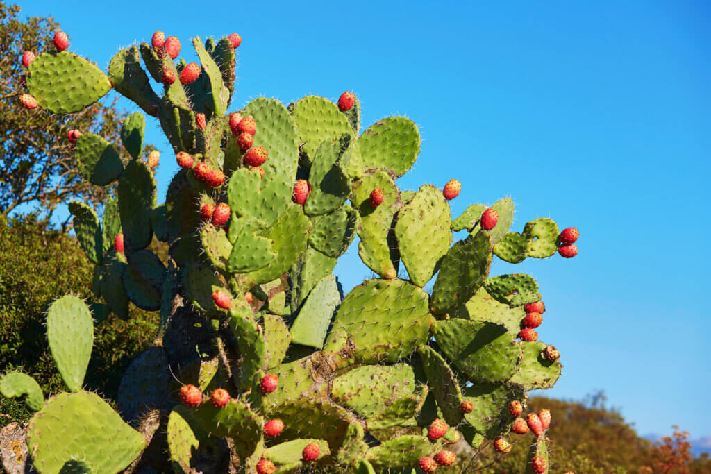 Prickly pear cactus with fruits